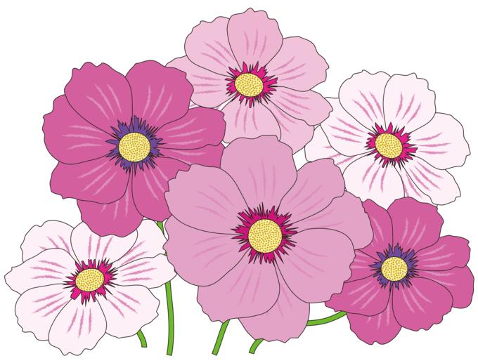 Pink and white flowers