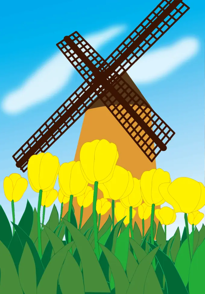 Tulips and windmill