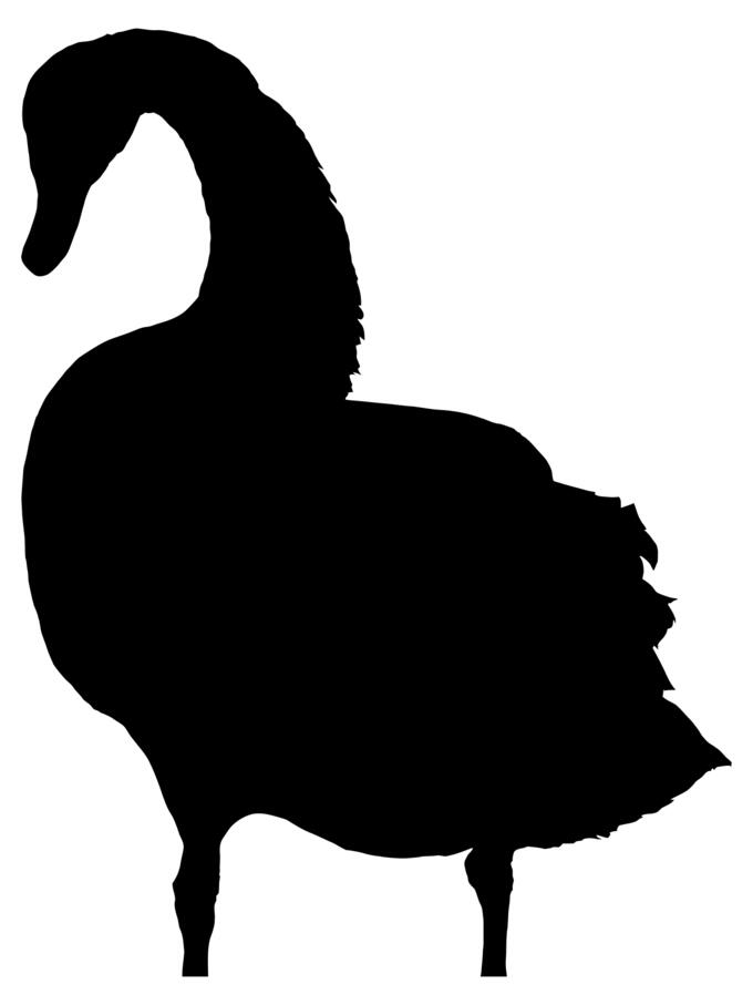 Swan