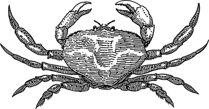 Crab