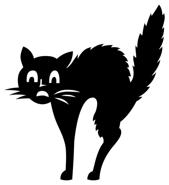 Scared cat