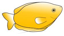 Yellow Gourami