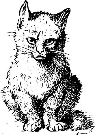 Grumpy cat