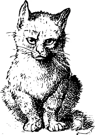 Grumpy cat