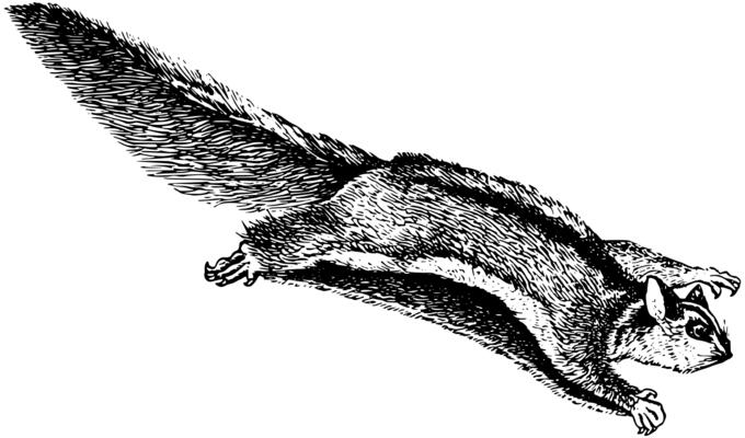 Flying phalanger