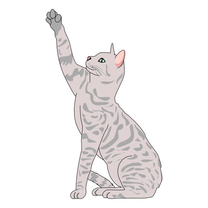 Cat vector illustration