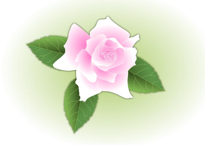 Pink rose