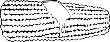 Corn vector graphics