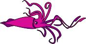 Vector image of squid