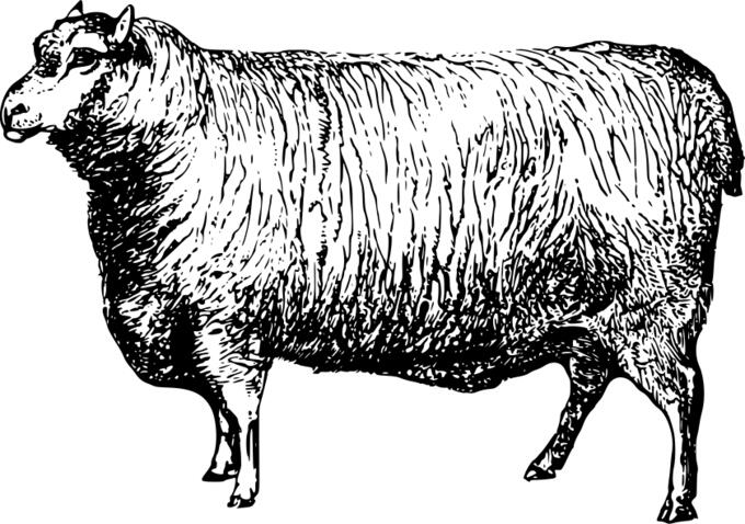 Leicester sheep