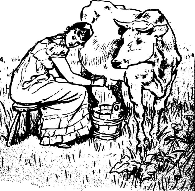 Lady milking a cow