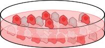Image of cell culture dish