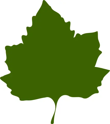 Green autumn leaf vector drawing