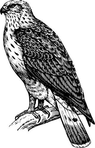 Graphics of common buzzard