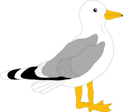 Drawing of gull with grey feathers