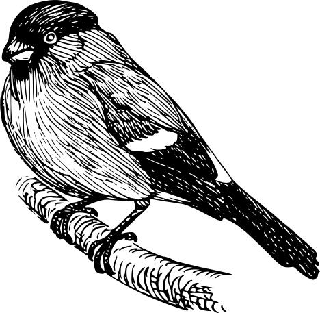 Bullfinch illustration