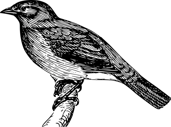 Vector image of bulbul