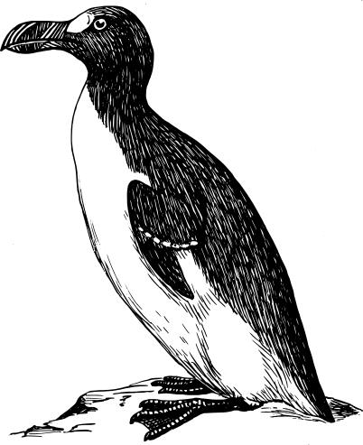 Graphics of great auk