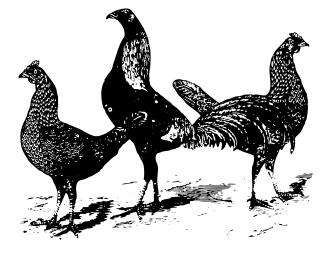 Three poultry birds vector drawing
