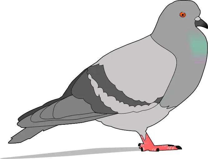 Color illustration of pigeon with shadow