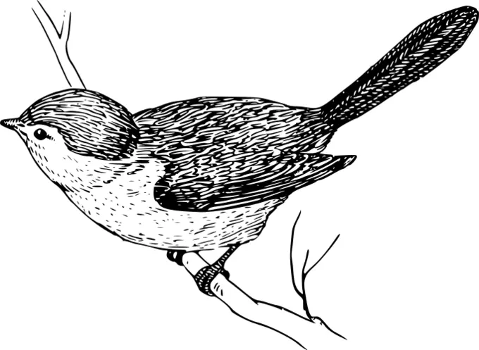 Bushtit in black and white graphics