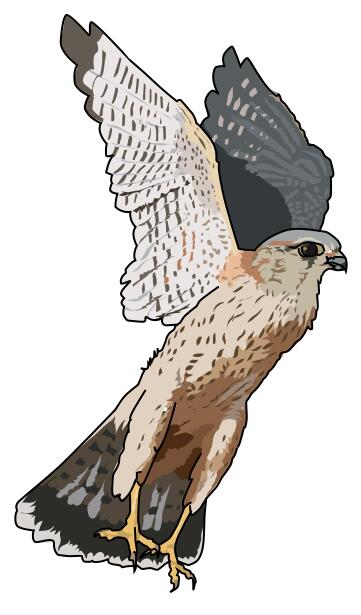 Merlin falcon vector illustration