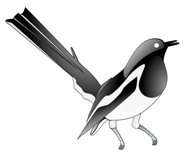 Drawing of oriental magpie-robin