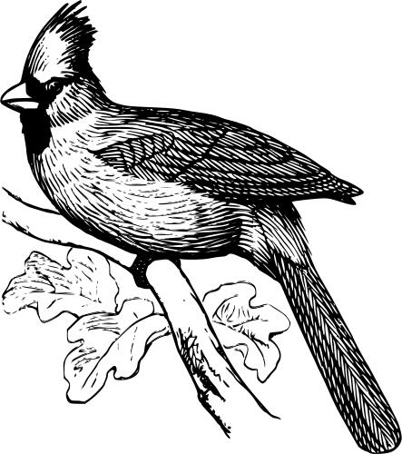 Image of long feathered bird in black and white
