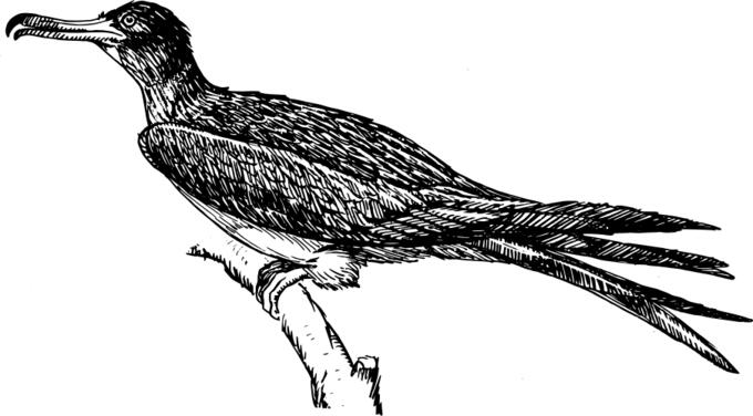 Frigatebird vector drawing