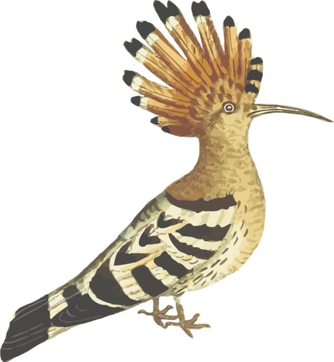Hoopoe color drawing
