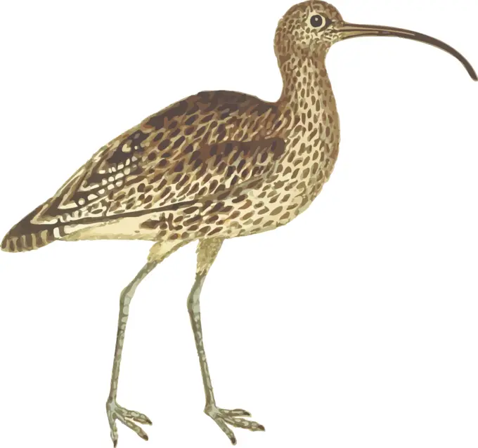 Image of wingspan bird