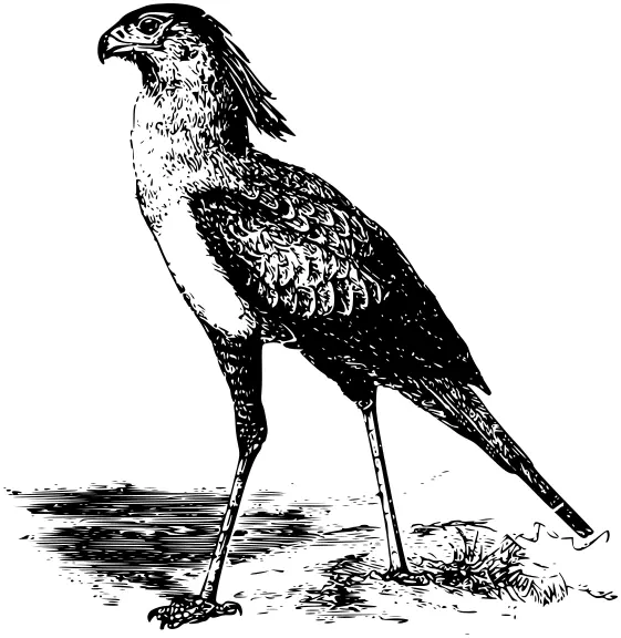 Black and white illustration of a secretary bird