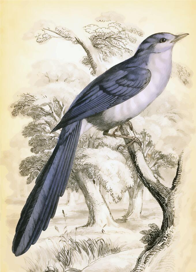Long tail bird on a tree branch vector image