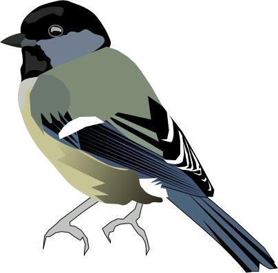Vector image of colored bird with gray front