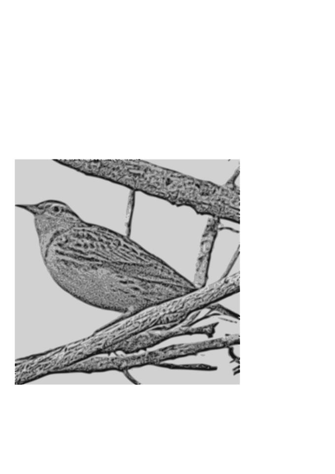 Western Meadowlark vector drawing
