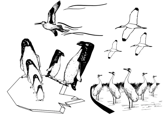 Vector drawing of scene of many birds flying in black and white