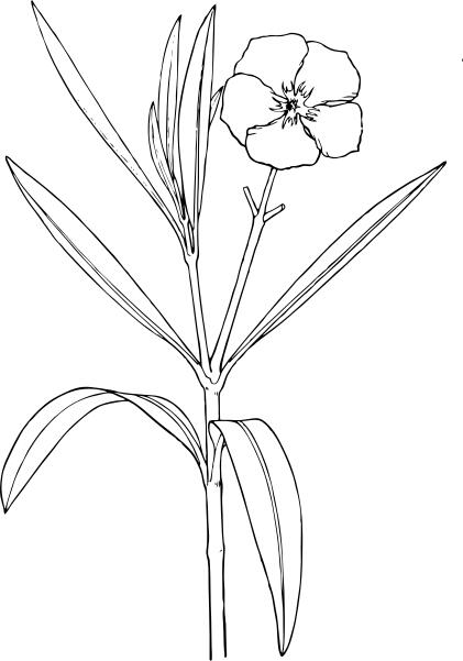 Oleander vector graphics