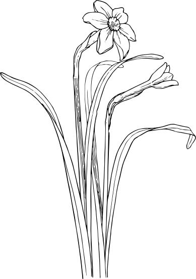 Vector clip art of narcissus