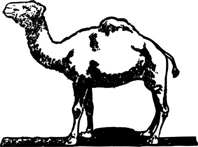 Free hand drawing of a camel