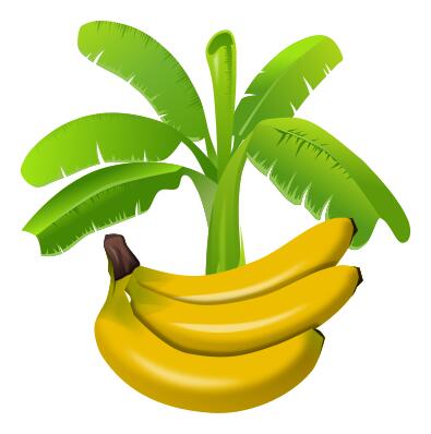 Colourful banana plant with fruits below graphics