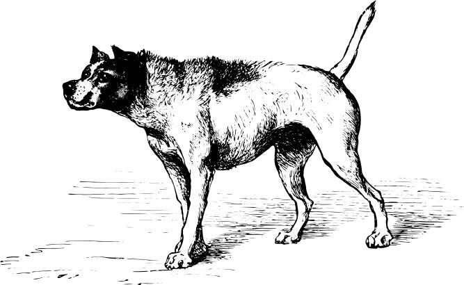 Vector drawing of dog approaching another dog with hostile intentions