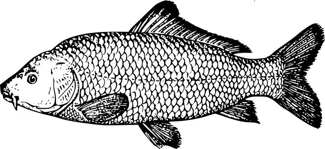 Large carp vector clip art