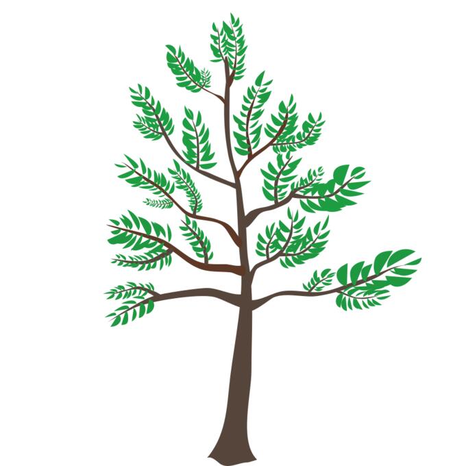 Young cedar tree illustration