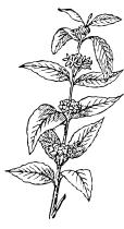 Vector clip art of coffee plant