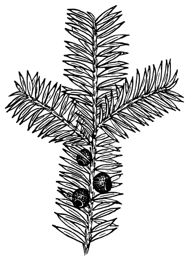 Yew branch vector illustration