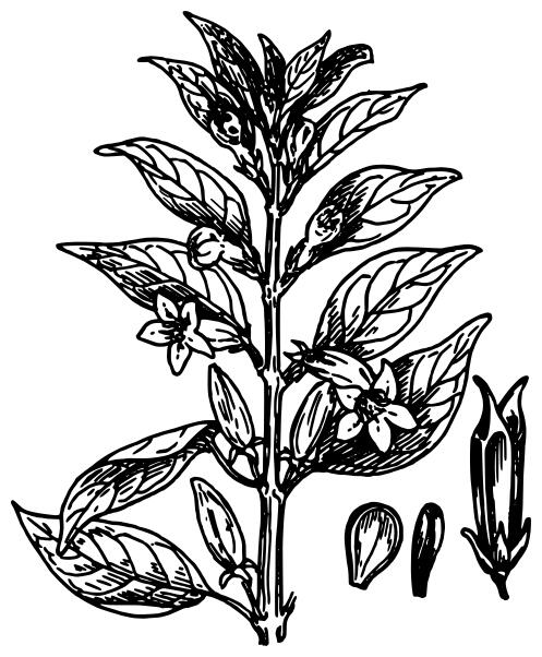 Sesame vector graphics