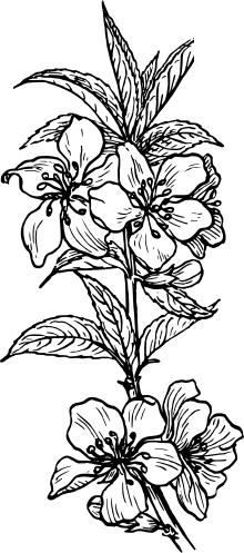 Almond flower vector drawing