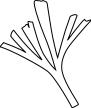 Baiera plant vector clip art