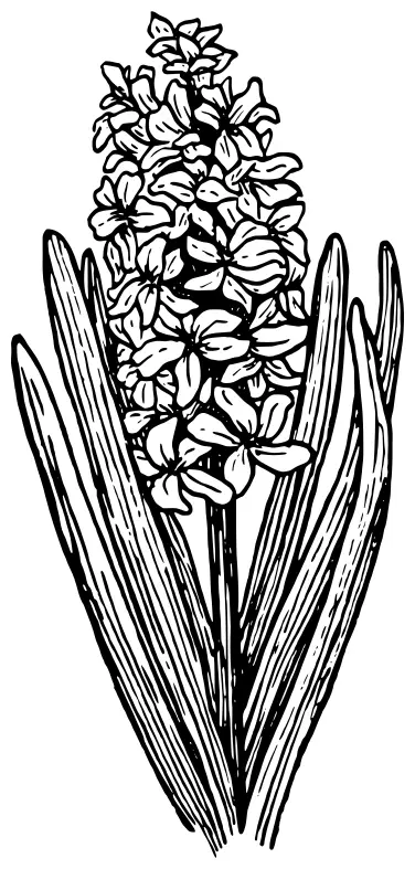 Hyacinth vector image