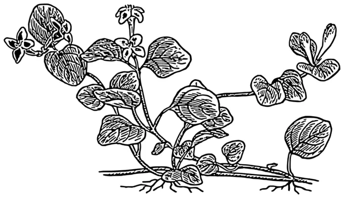 Partridge berry plant vector graphics